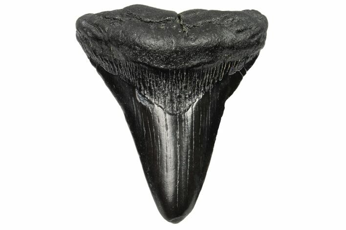 Fossil Megalodon Tooth - South Carolina #168171